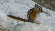 PICTURES/Mount Evans and The Highest Paved Road in N.A - Denver CO/t_Ground Squirrel4.JPG